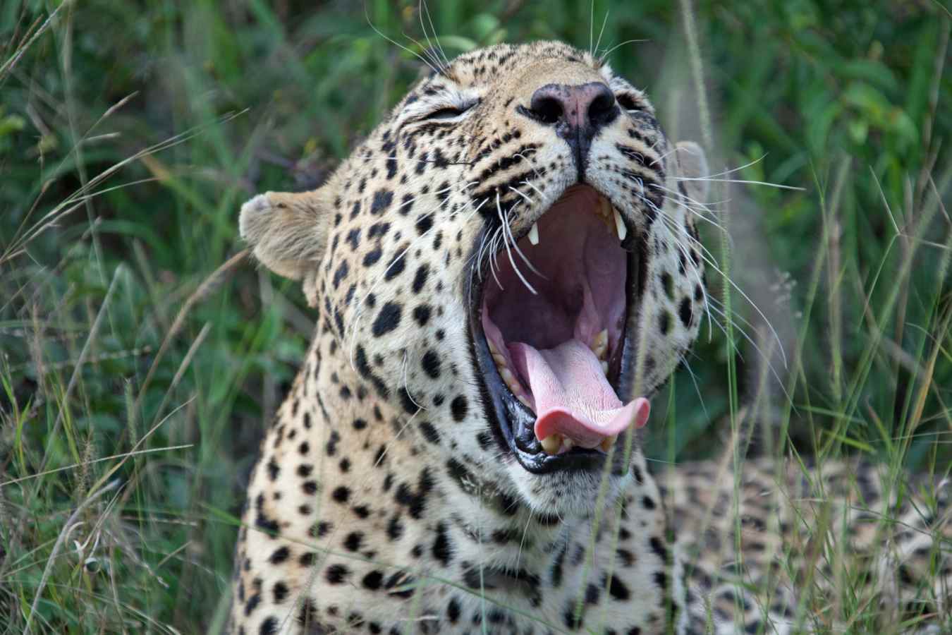 Leopard sighting - South Africa Uncovered