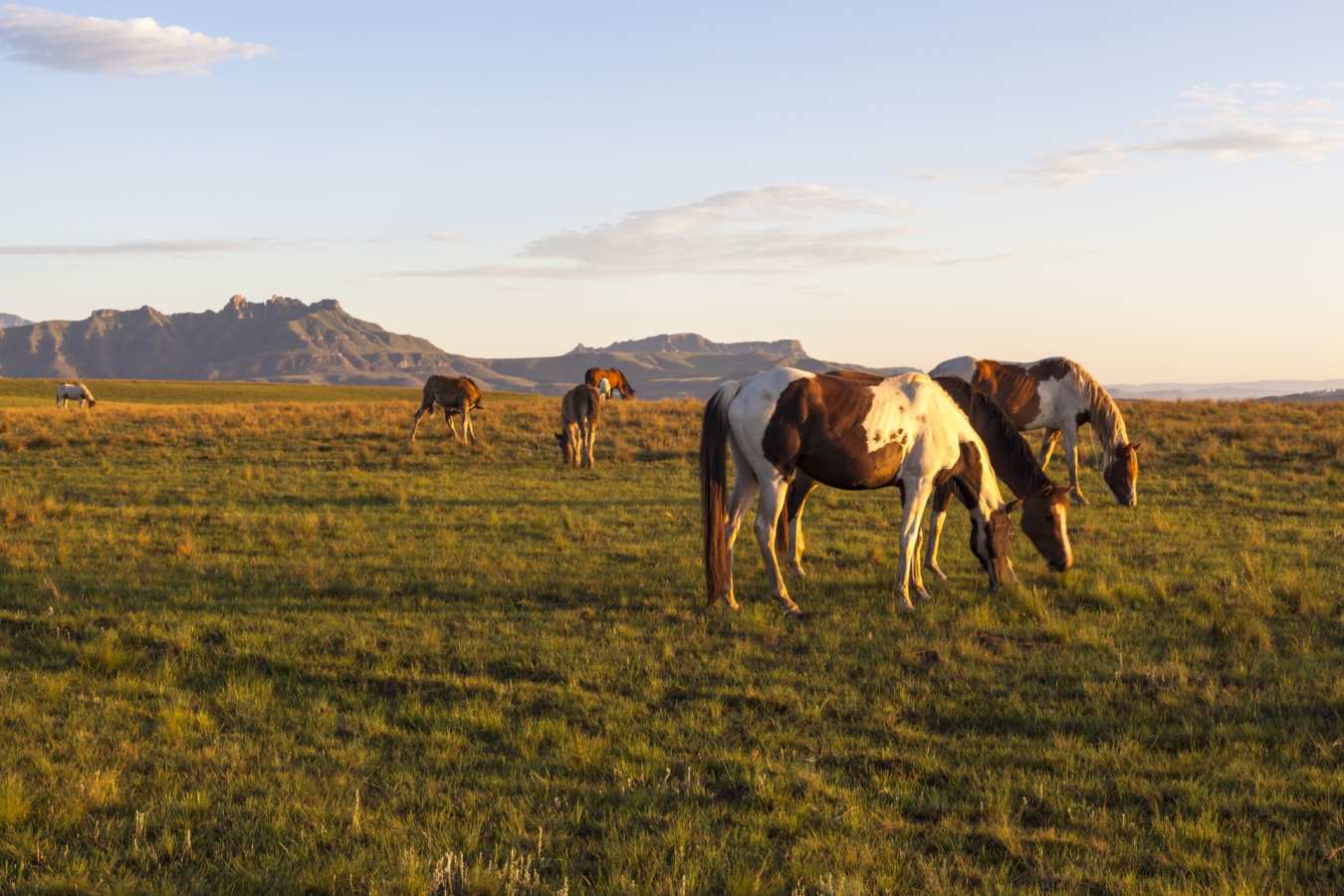 Horses in Drakensberg - South Africa Uncovered
