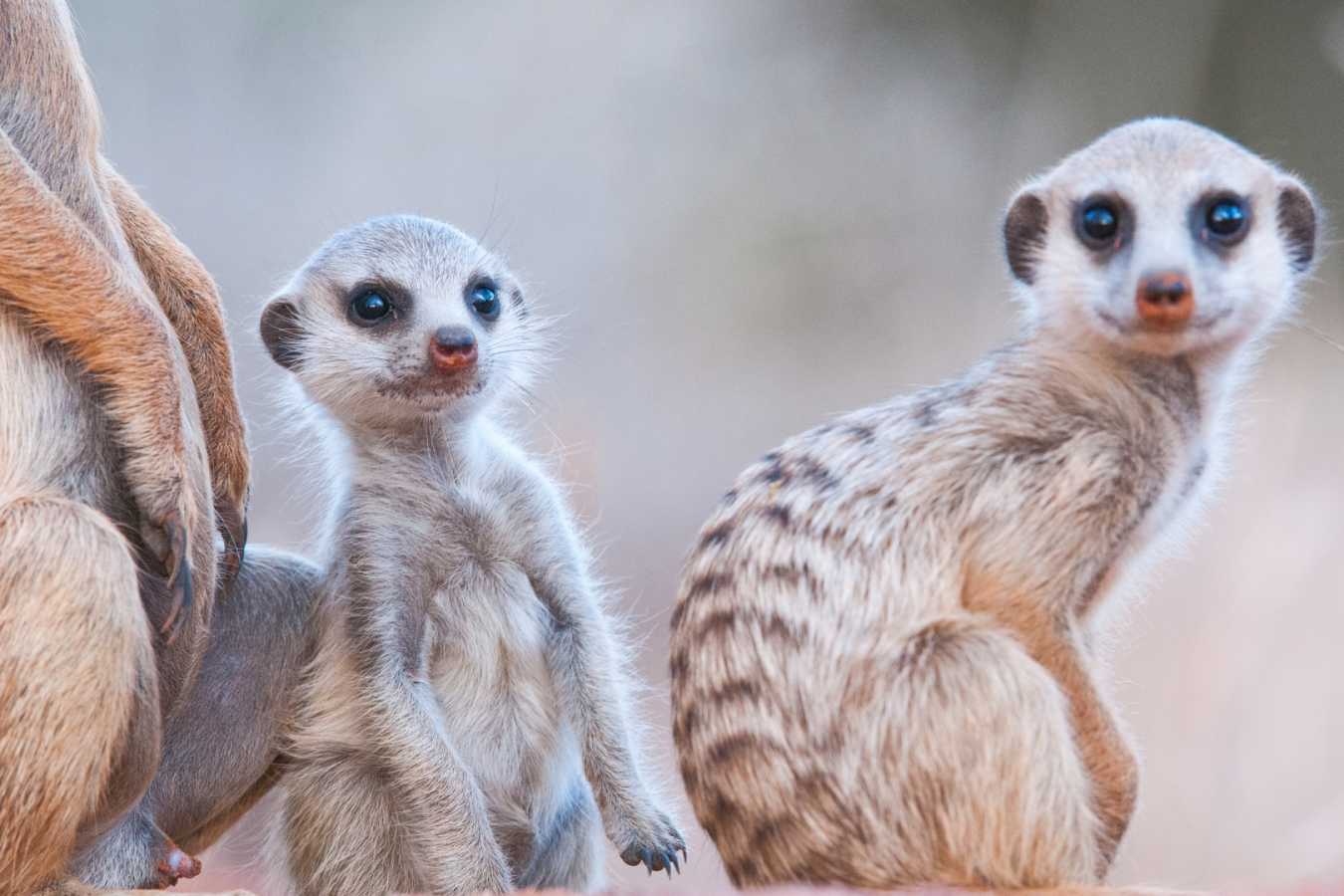 Meerkats of Tswalu