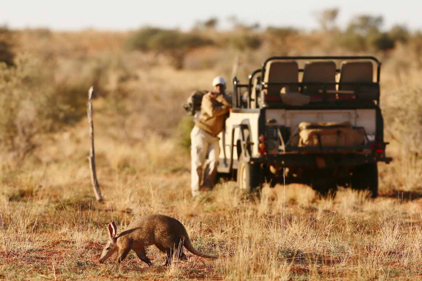 Kalahari safari