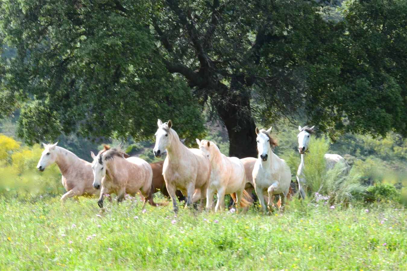Horses - Finca La Donaira