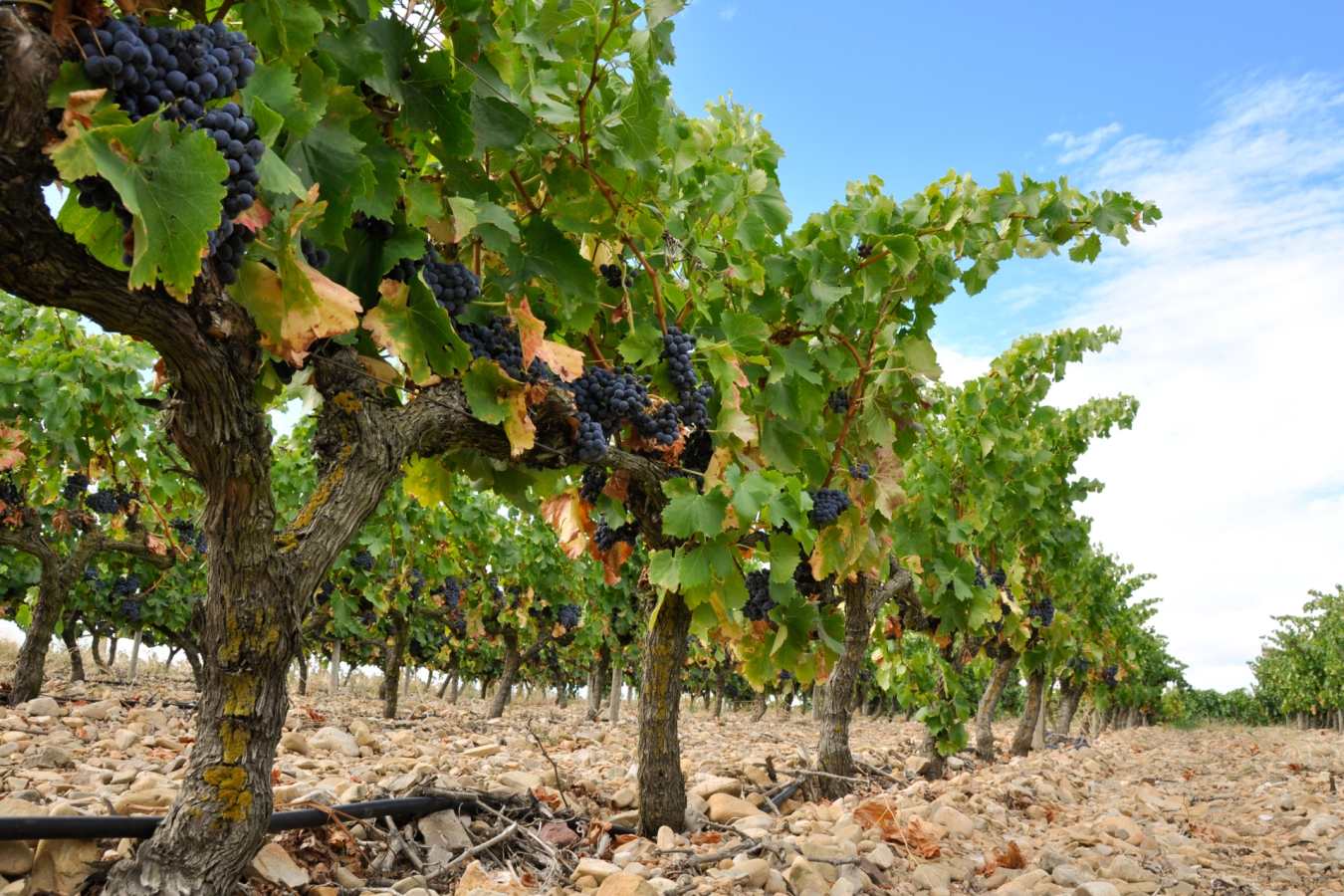 Vineyards - Indulgent escape to the Basque Country