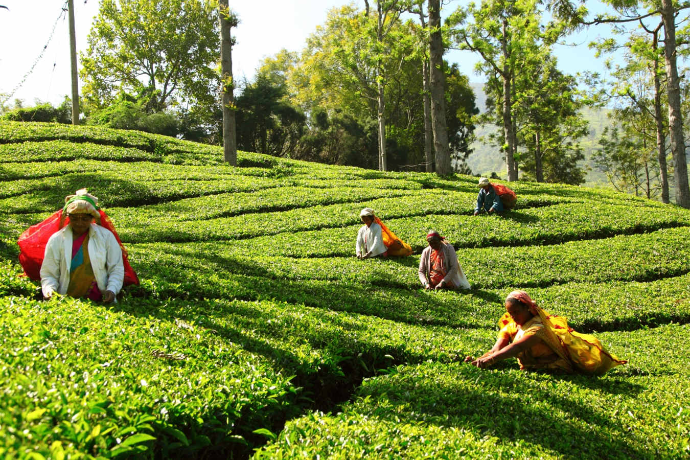 Tea Plucking - 98 Acres