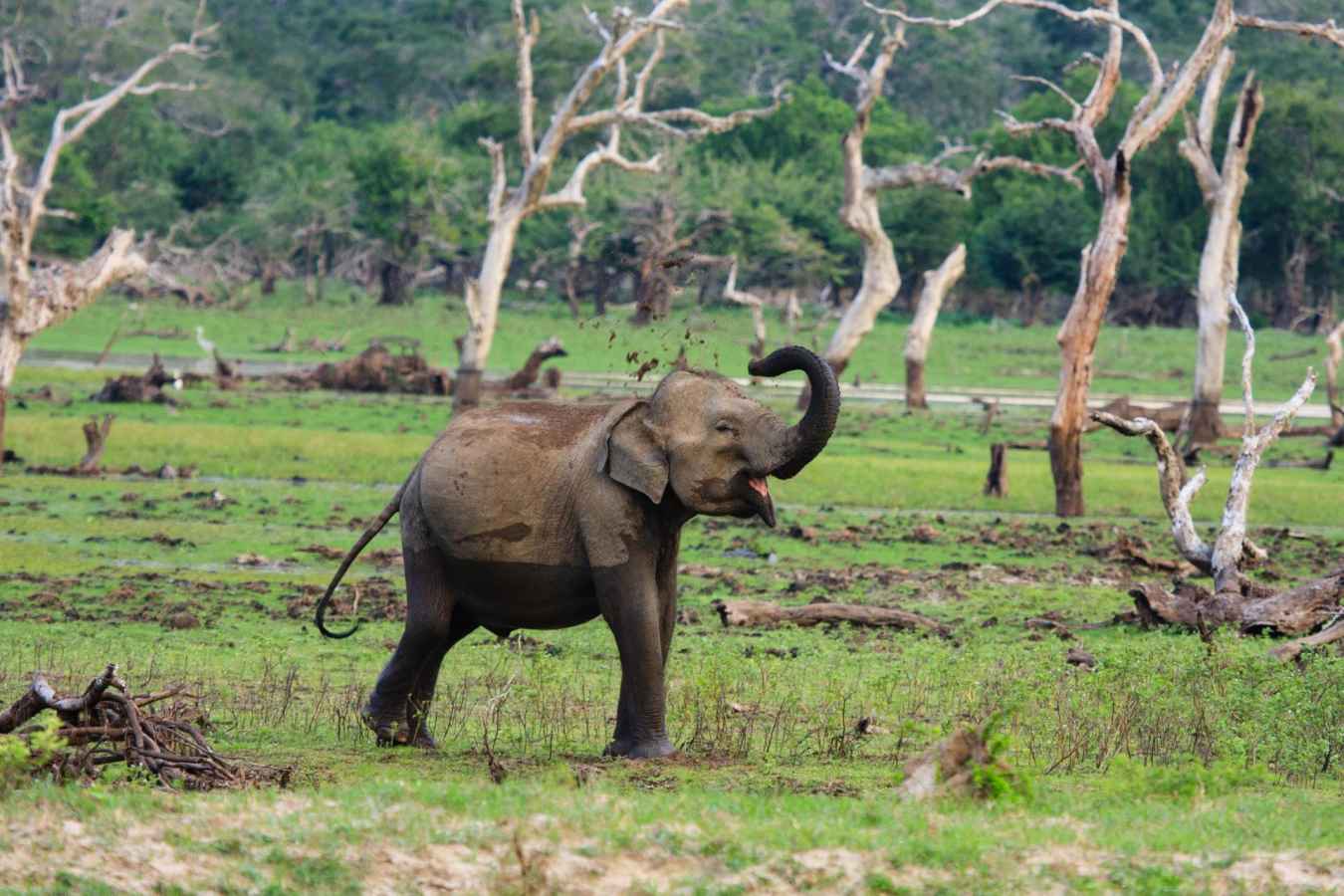 Elephant in Yala - Chena Huts