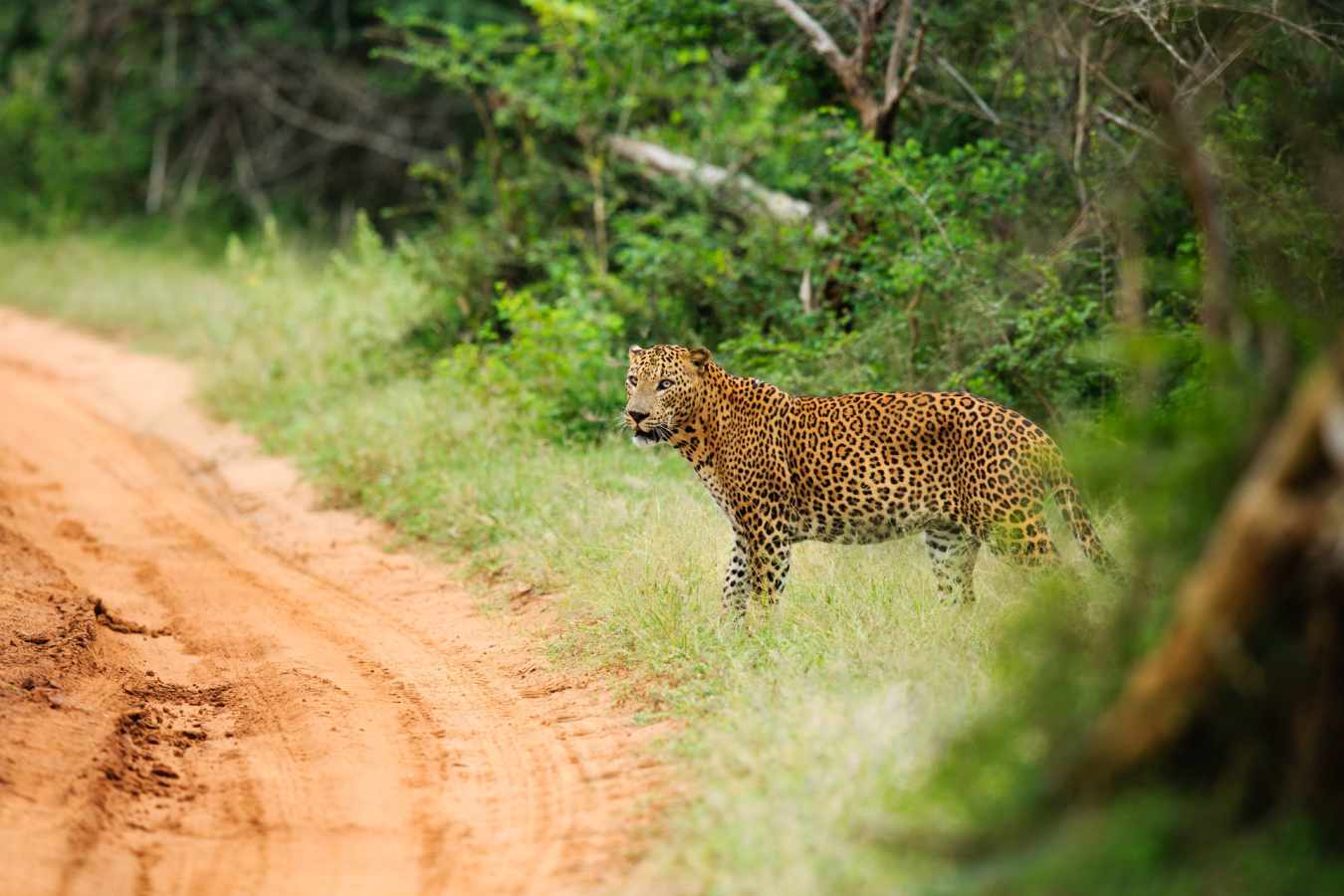 Leopard - Chena Huts