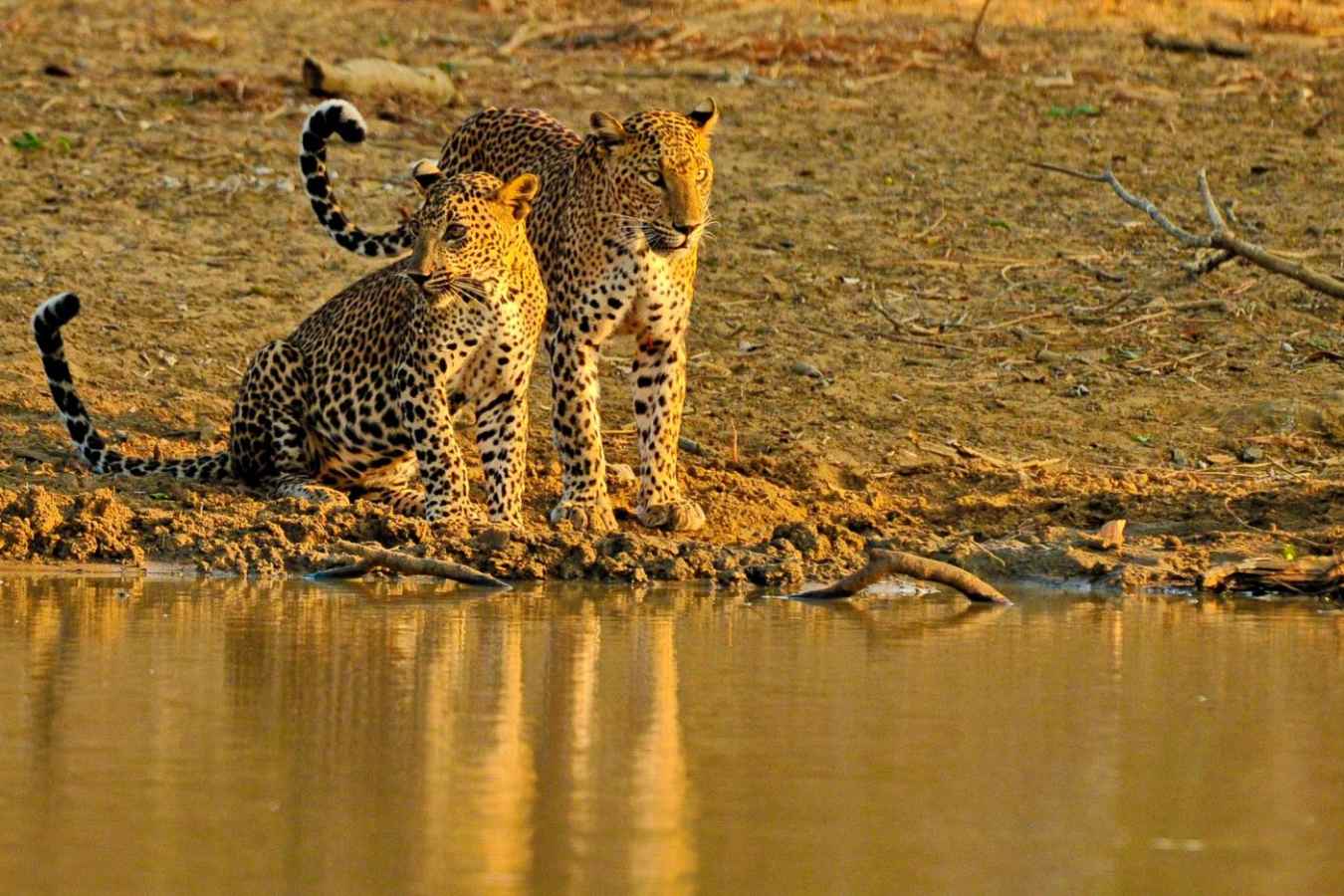 Leopards - Cinnamon Wild
