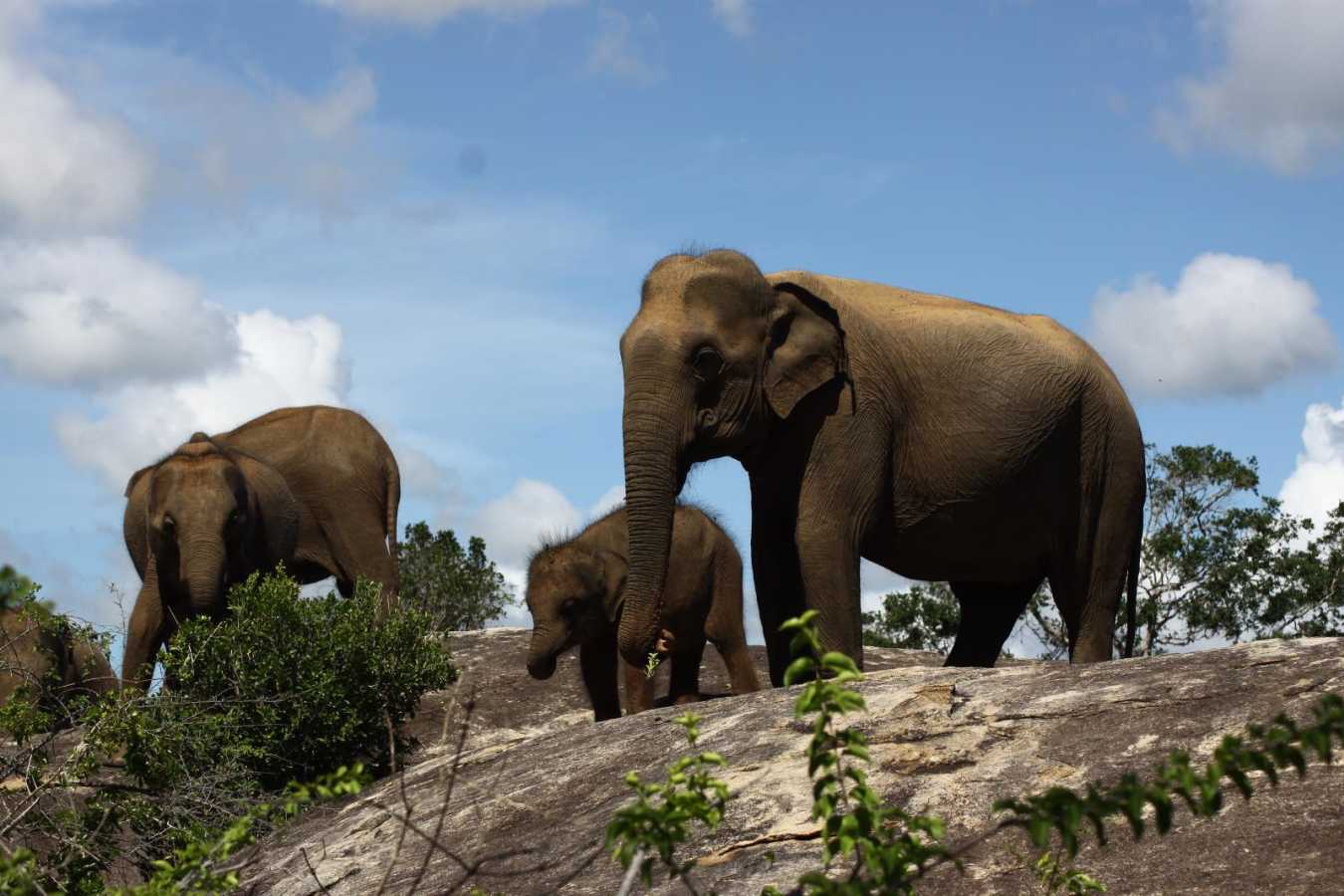 Elephants - Cinnamon Wild