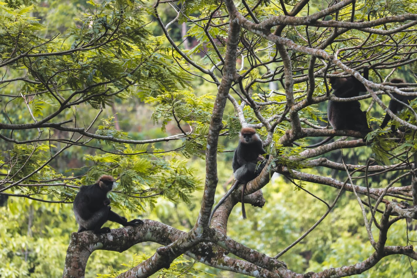 Monkeys in the trees at Glenross Living