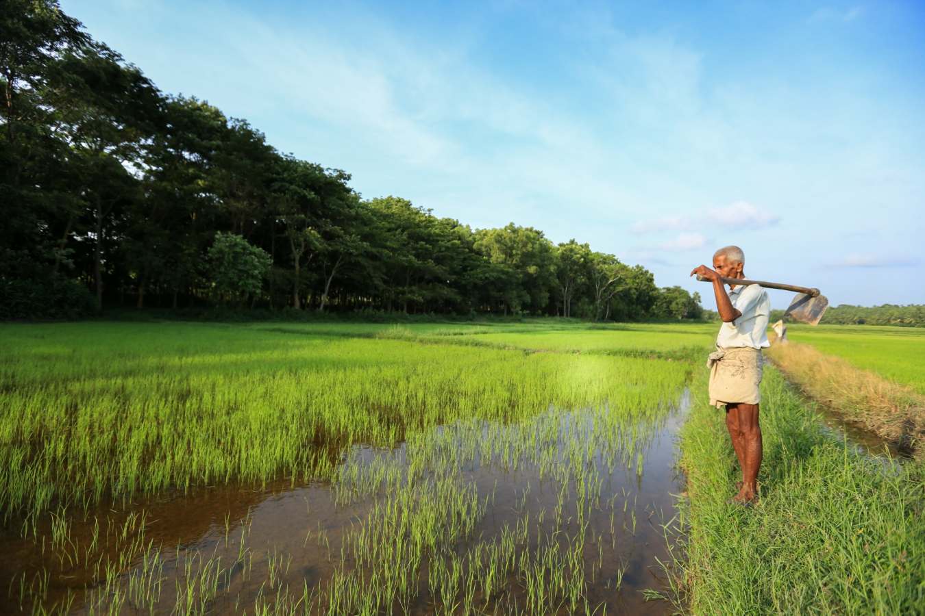 Local Life - Horathapola Estate