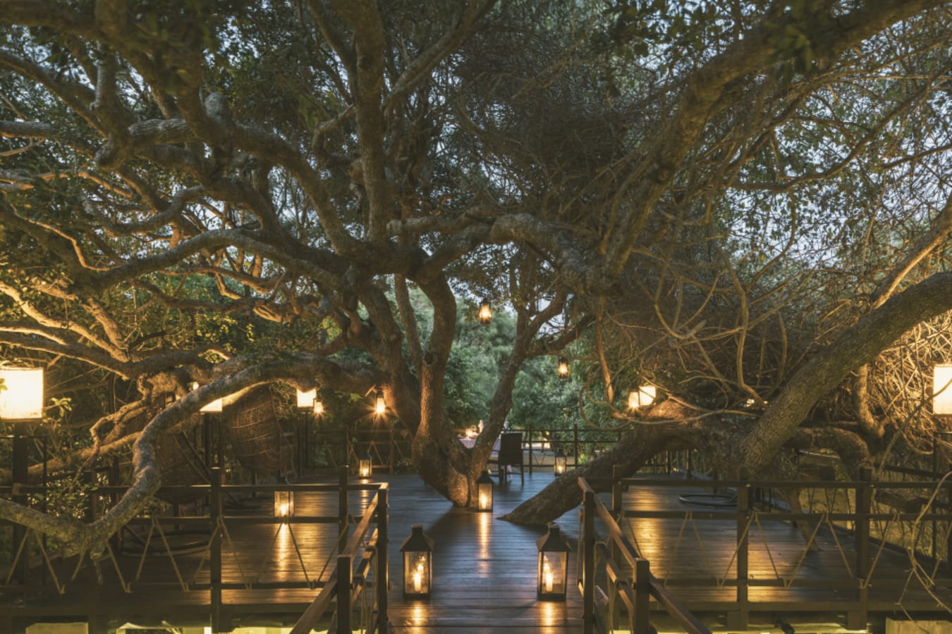 Treetop dining