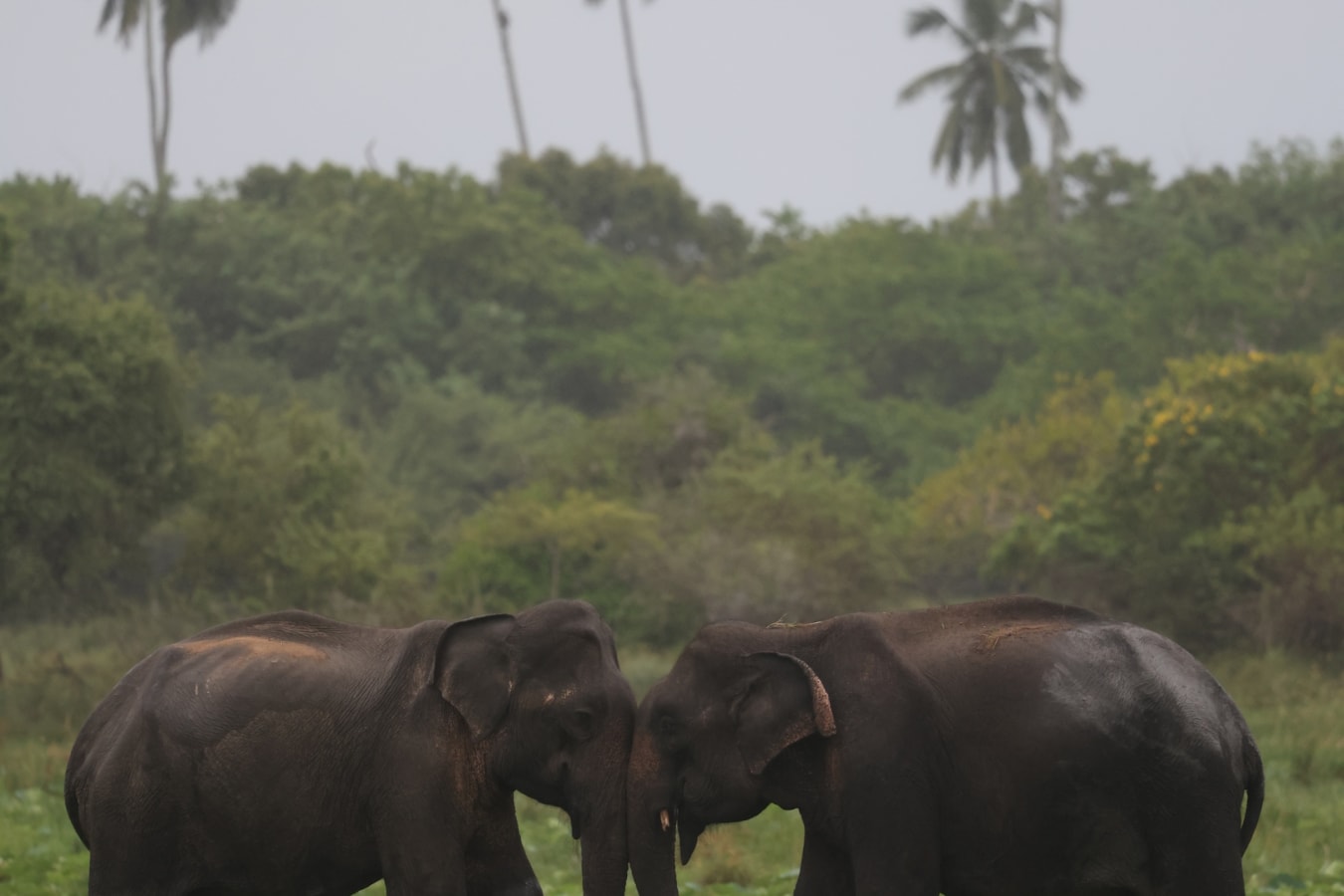 Elephants - Kuamana Under Canvas 