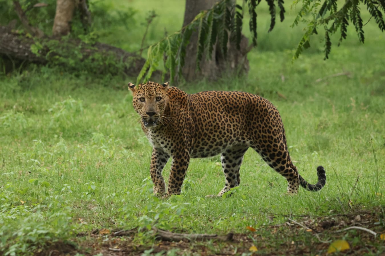 Leopard - Kumana Under Canvas 