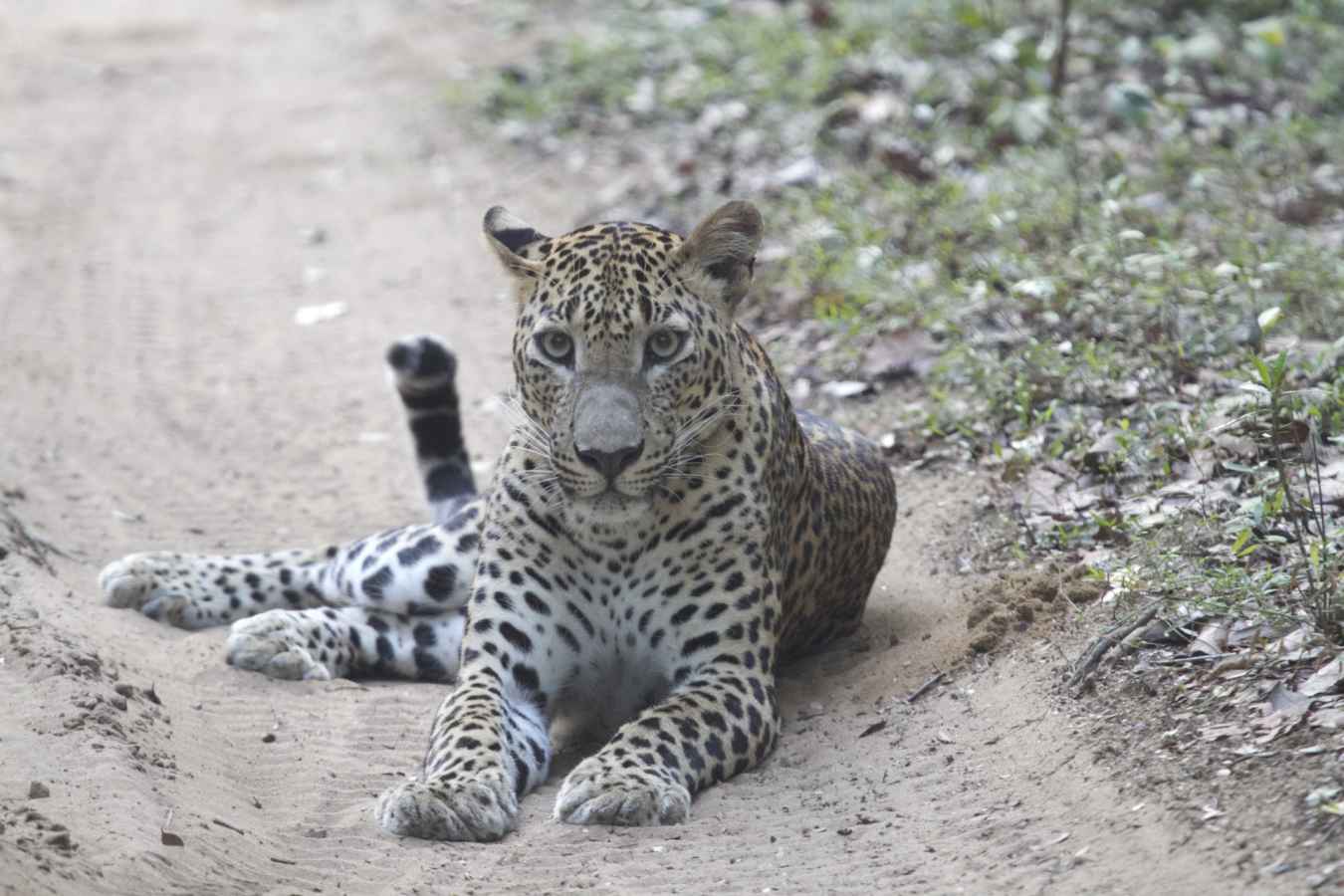 Leopard - Wilpattu National Park
