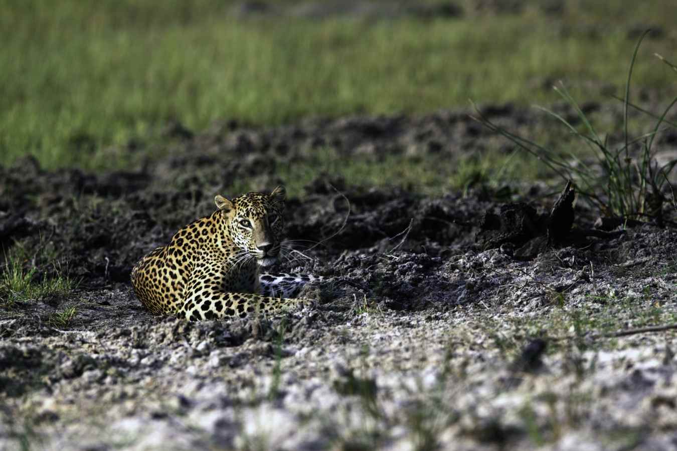 Incredible Wildlife - Wilpattu National Park