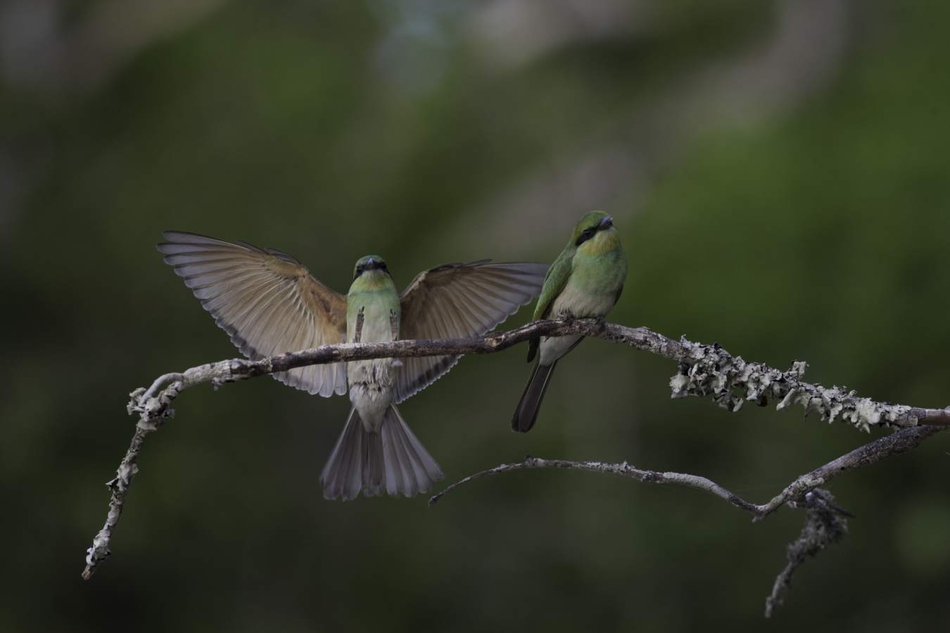 Bird Species - Wilpattu National Park