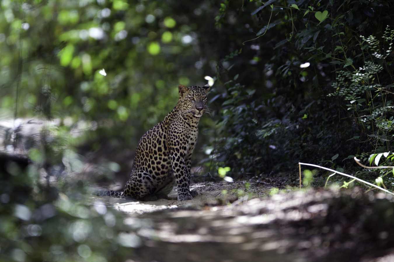 Magical sightings - Wilpattu National Park