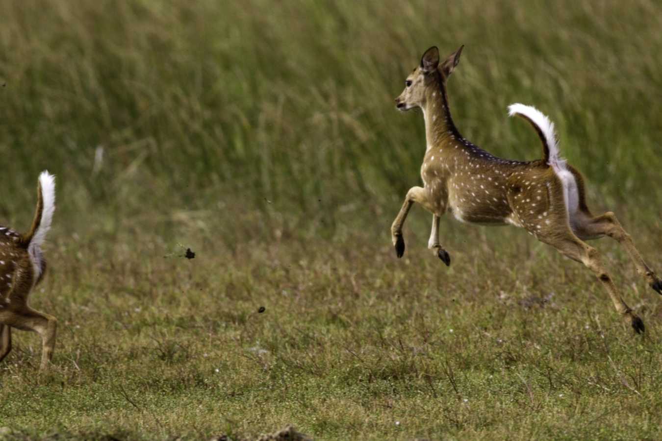 Deer - Wilpattu National Park