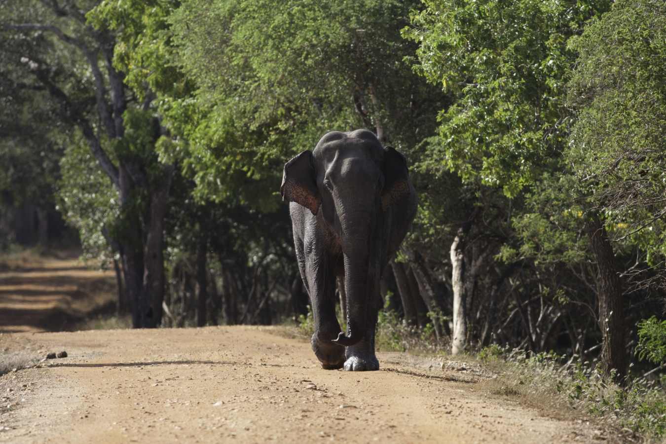 Incredible Wildlife - Leopard Trails