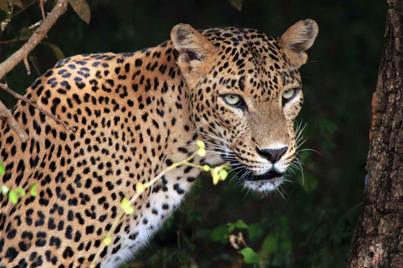 Incredible Wildlife - Leopard Trails