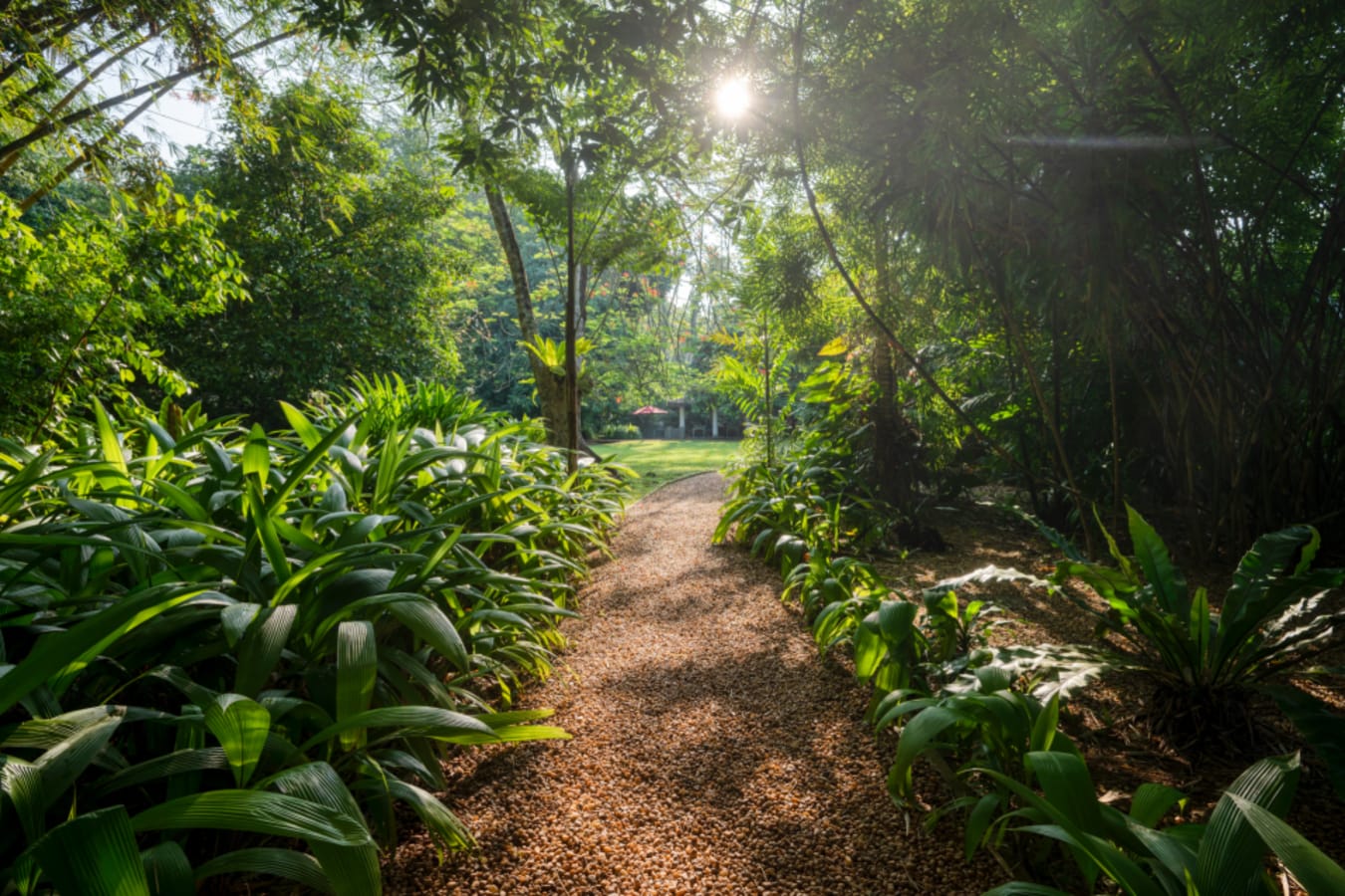 Path