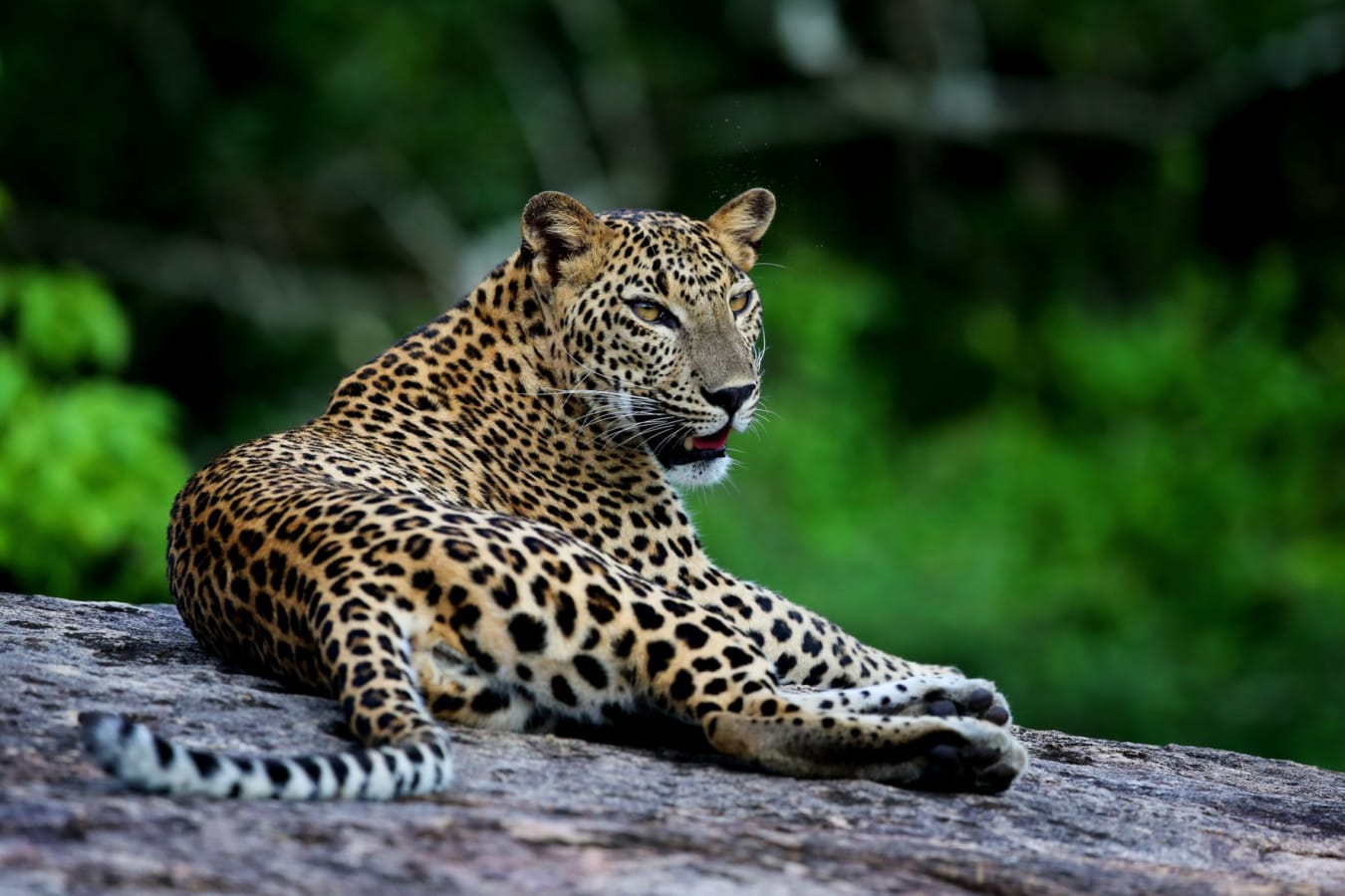 Leopard - Wild Coast Tented Lodge  