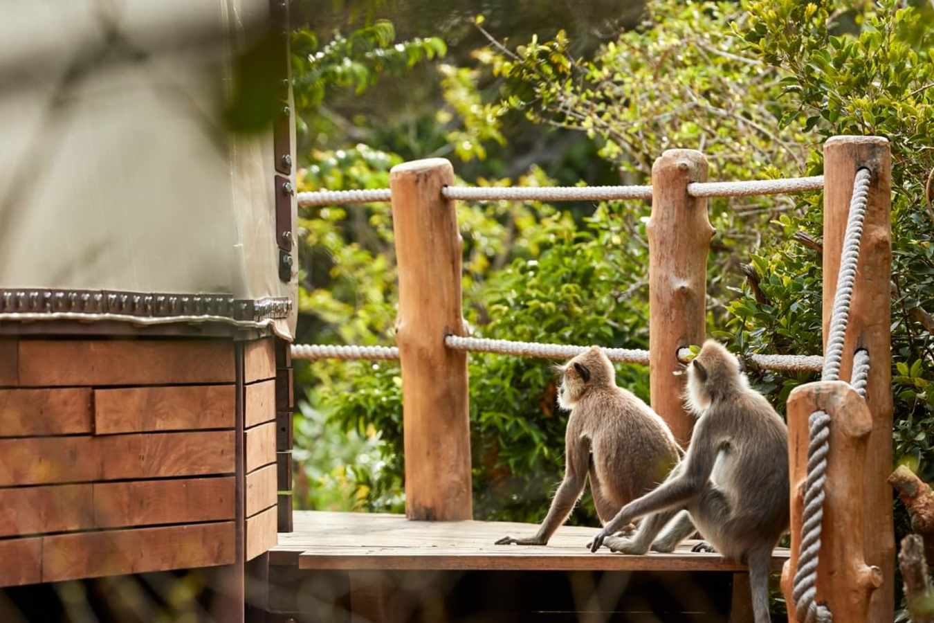 Monkeys - Wild Coast Tented Lodge 