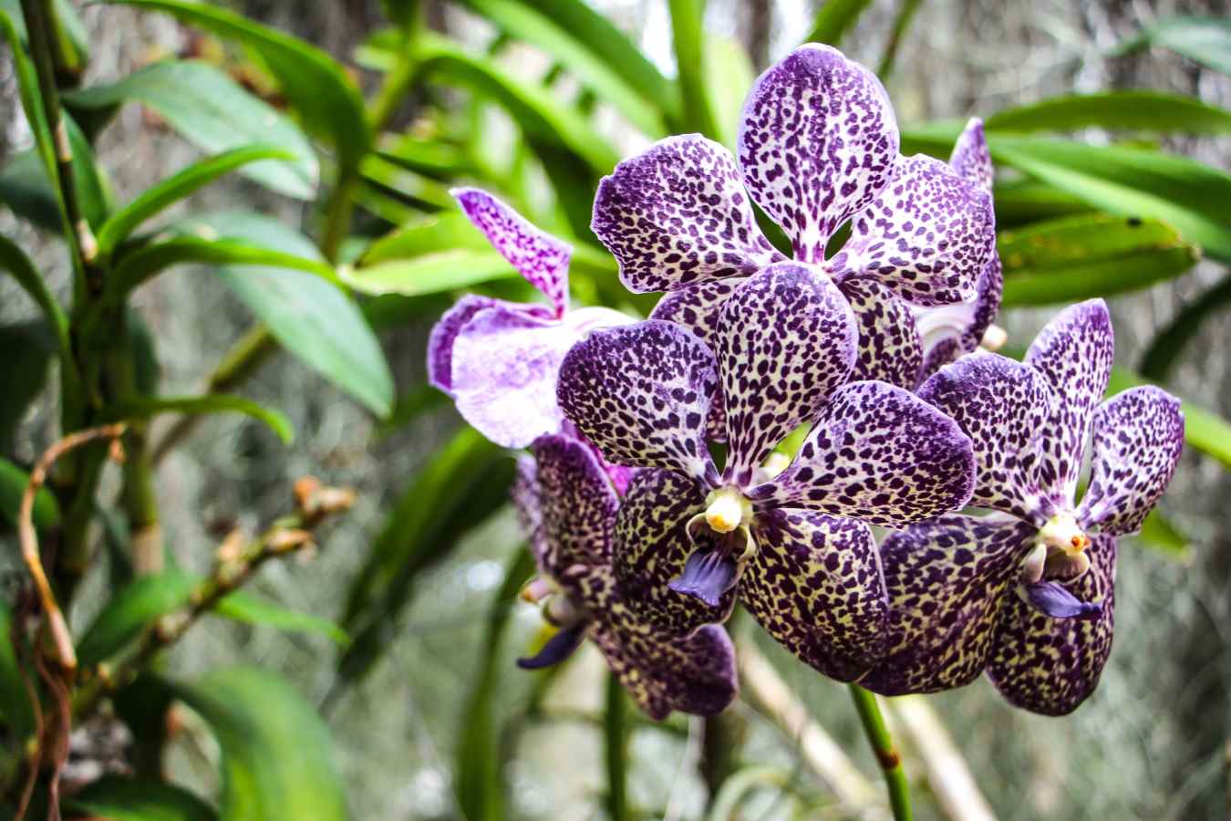 Kandy Botanical Gardens - Boutique Sri Lanka