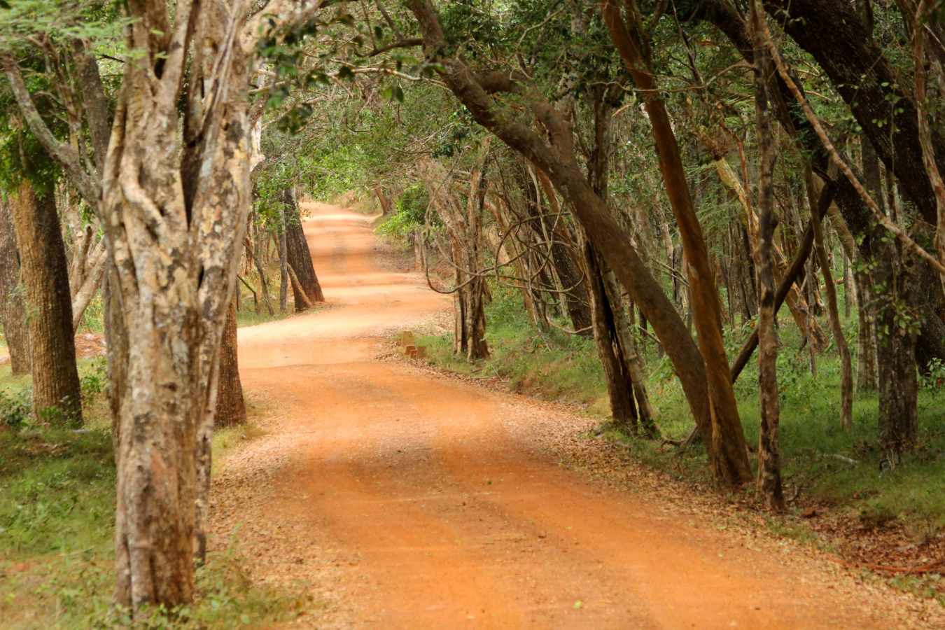Wilpattu National Park 