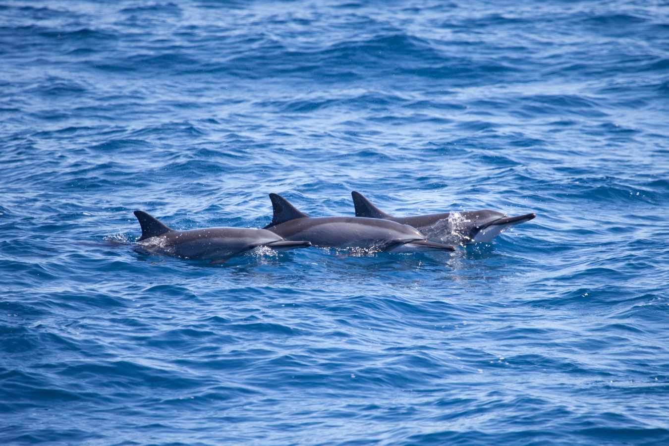 Dolphins off the East Coast of Sri Lanka  