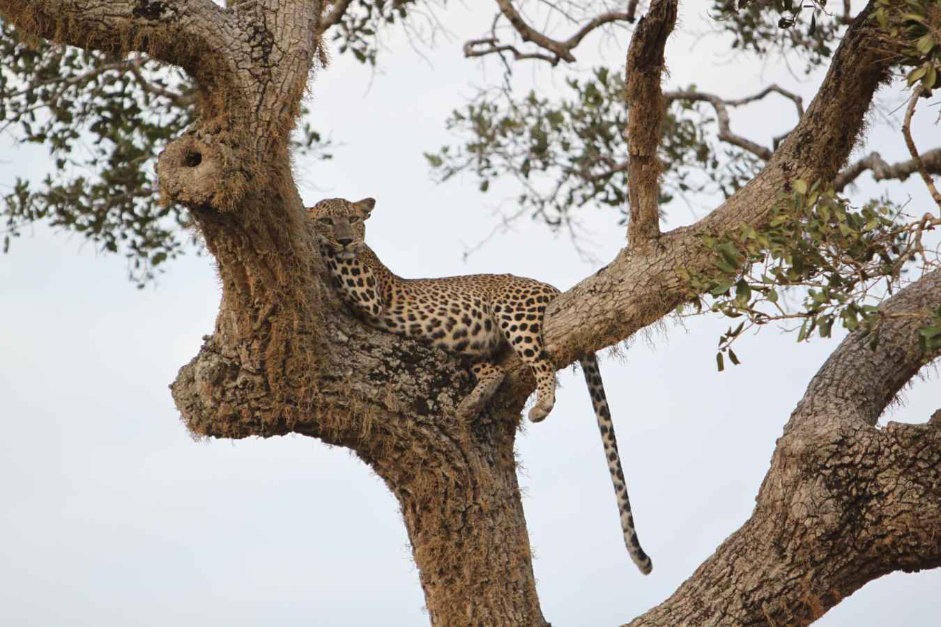 Leopard - Lazy Days and Leopards on Sri Lanka's South Coast