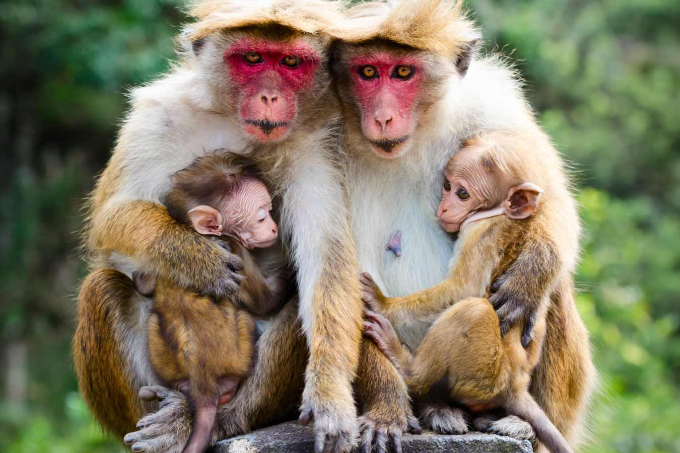 Monkeys - Lazy Days and Leopards on Sri Lanka's South Coast