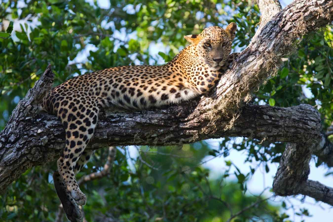 Lazing Leopard - Lazy Days and Leopards on Sri Lanka's South Coast