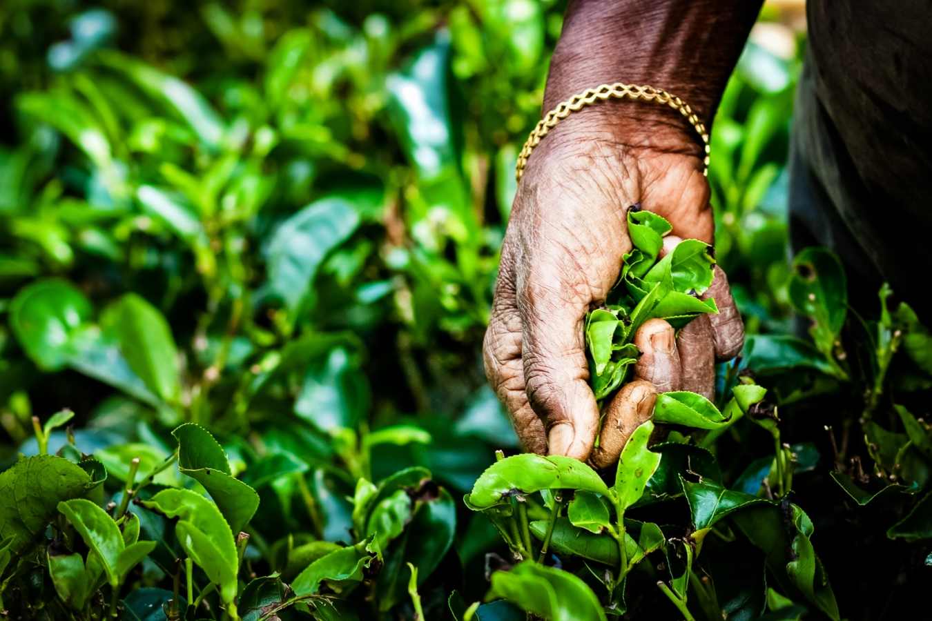 Tea Picking in the Hill Country