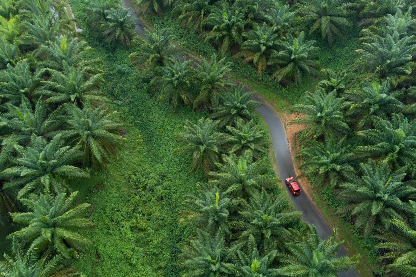 Coconut Farm - Sri Lanka 