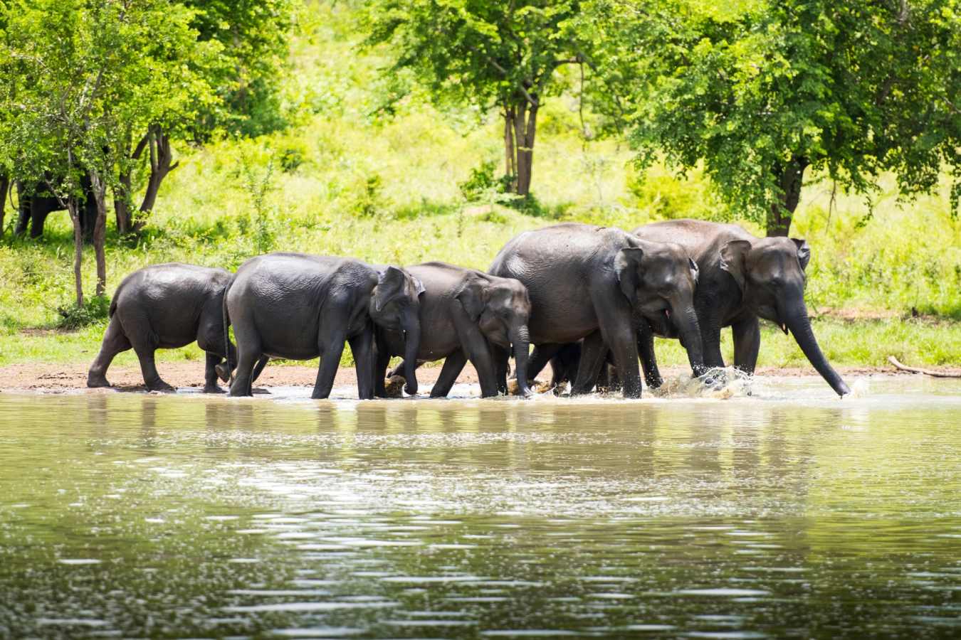Elephants in Yala National Park - Much in little: A family journey to Sri Lanka
