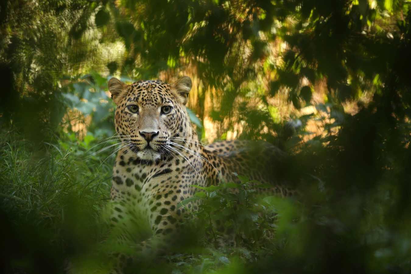 Leopard - Much in little: A family journey to Sri Lanka