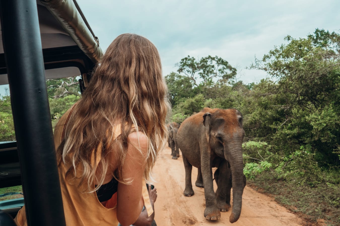 Safari  
