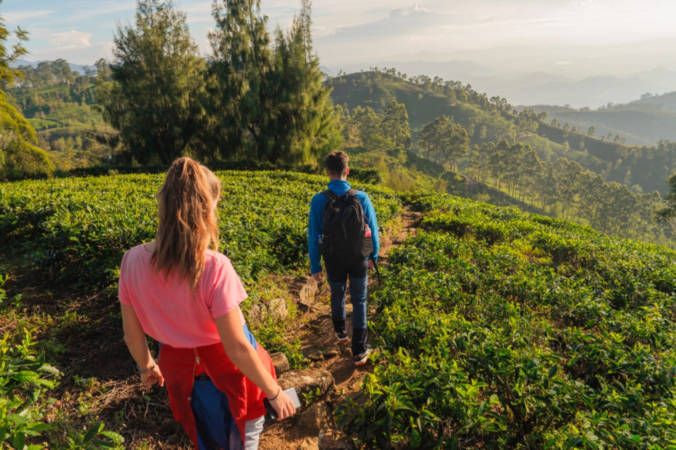 Hiking in the tea country 