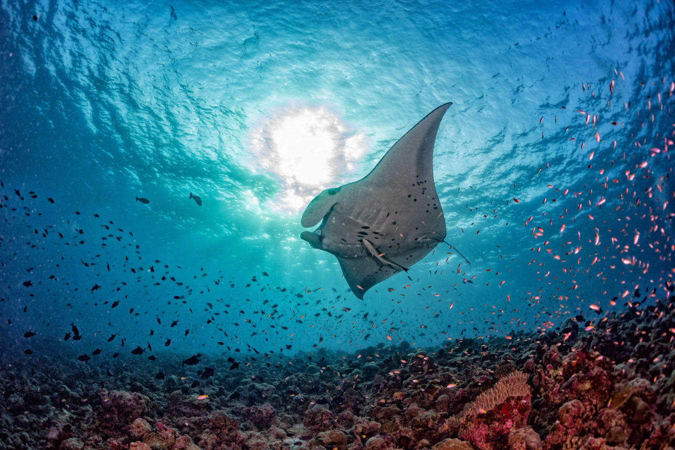Manta Ray Excursion at Soneva Fushi