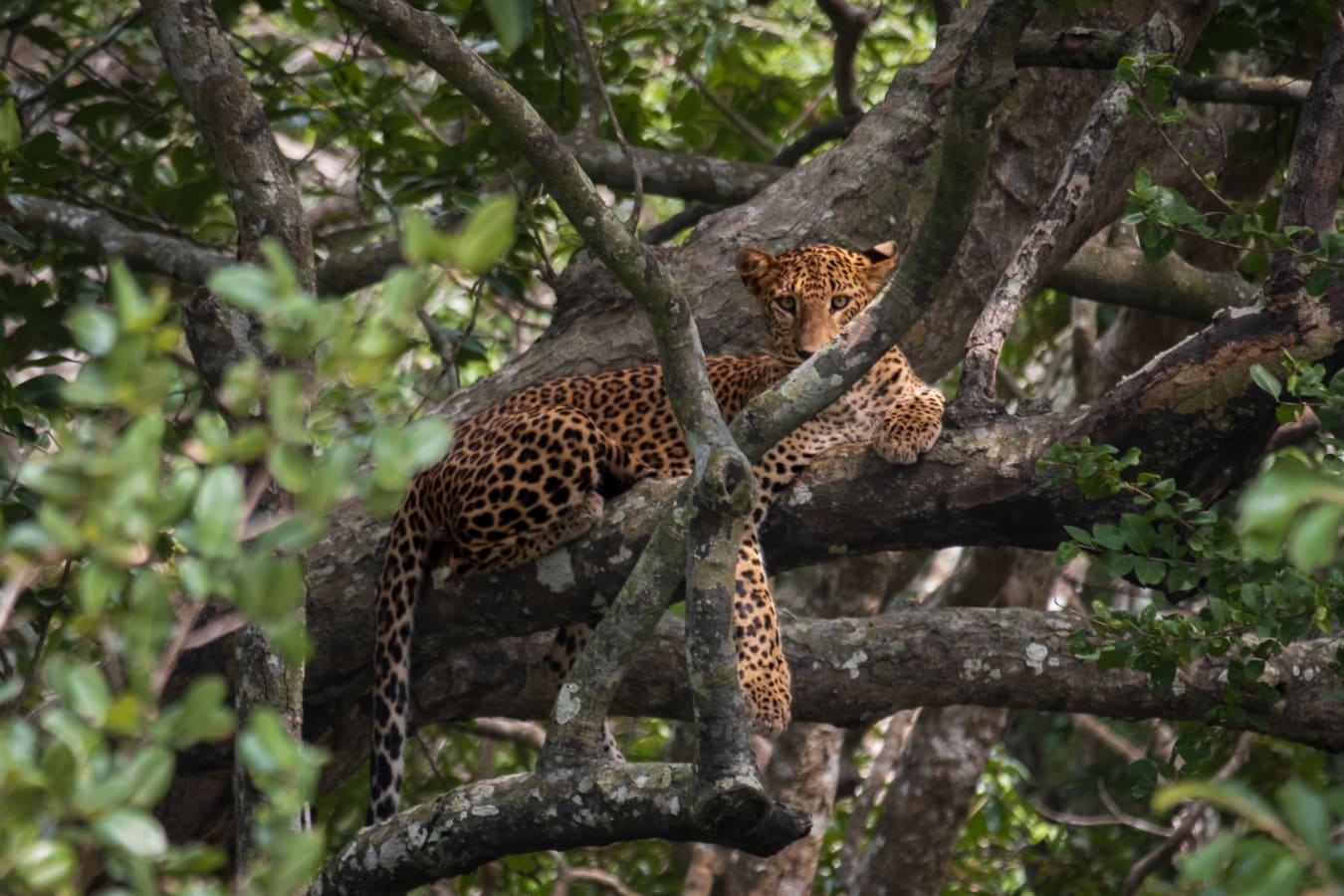 Leopard - Sri Lanka