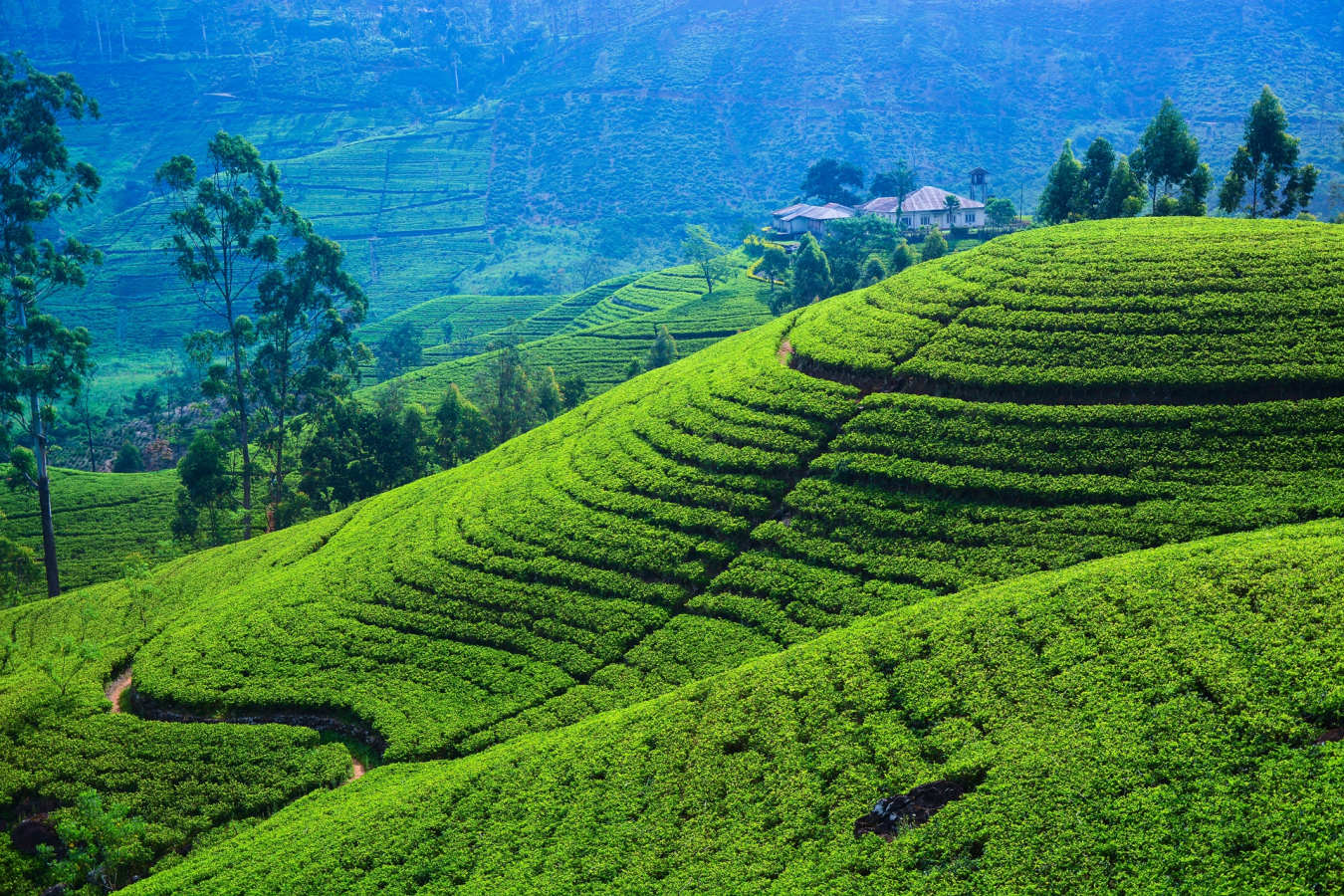Tea Fields - Sri Lanka in Style