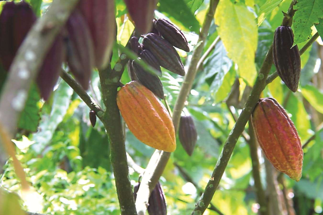Working Cocoa Estate - Hotel Chocolat