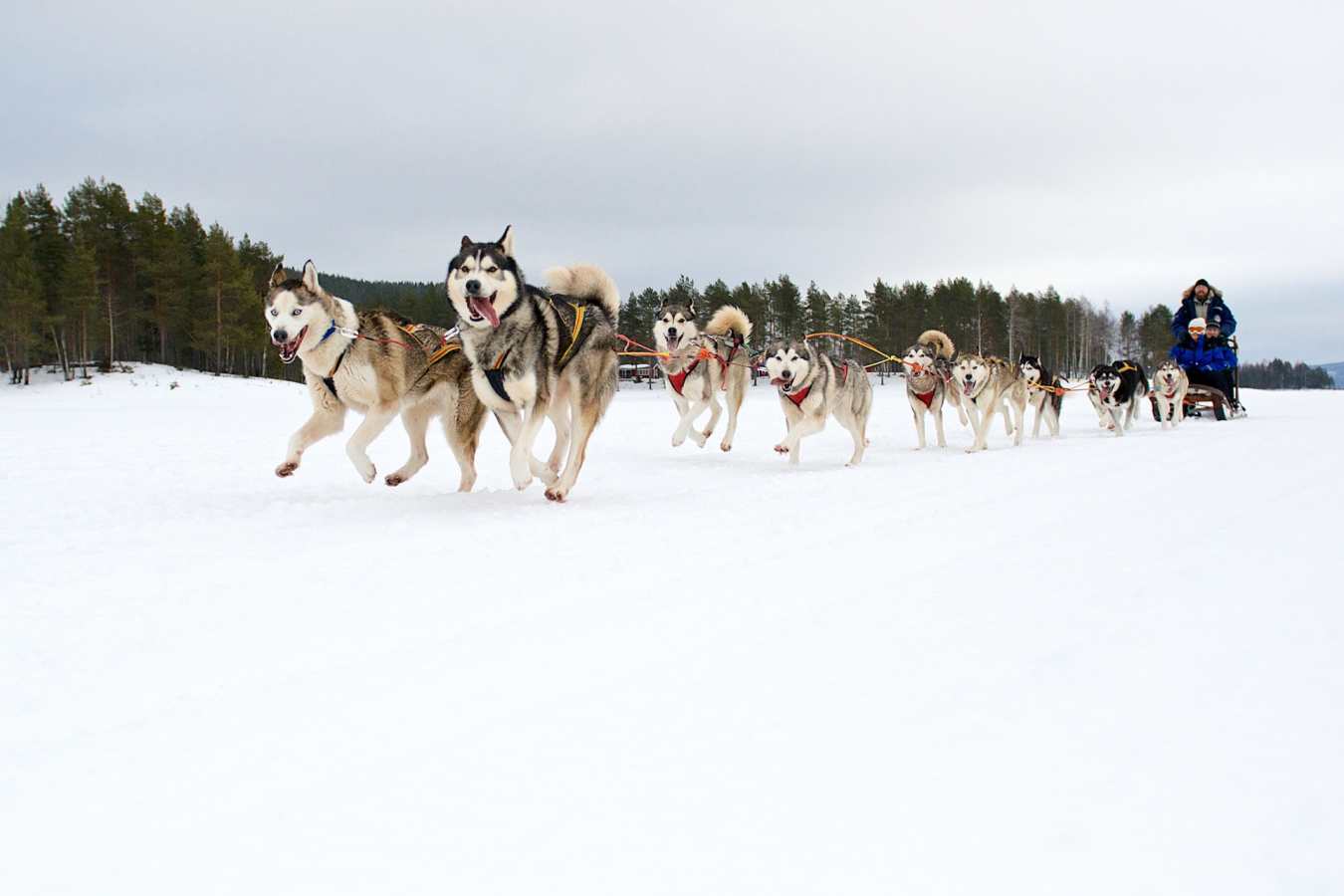 Husky sledding