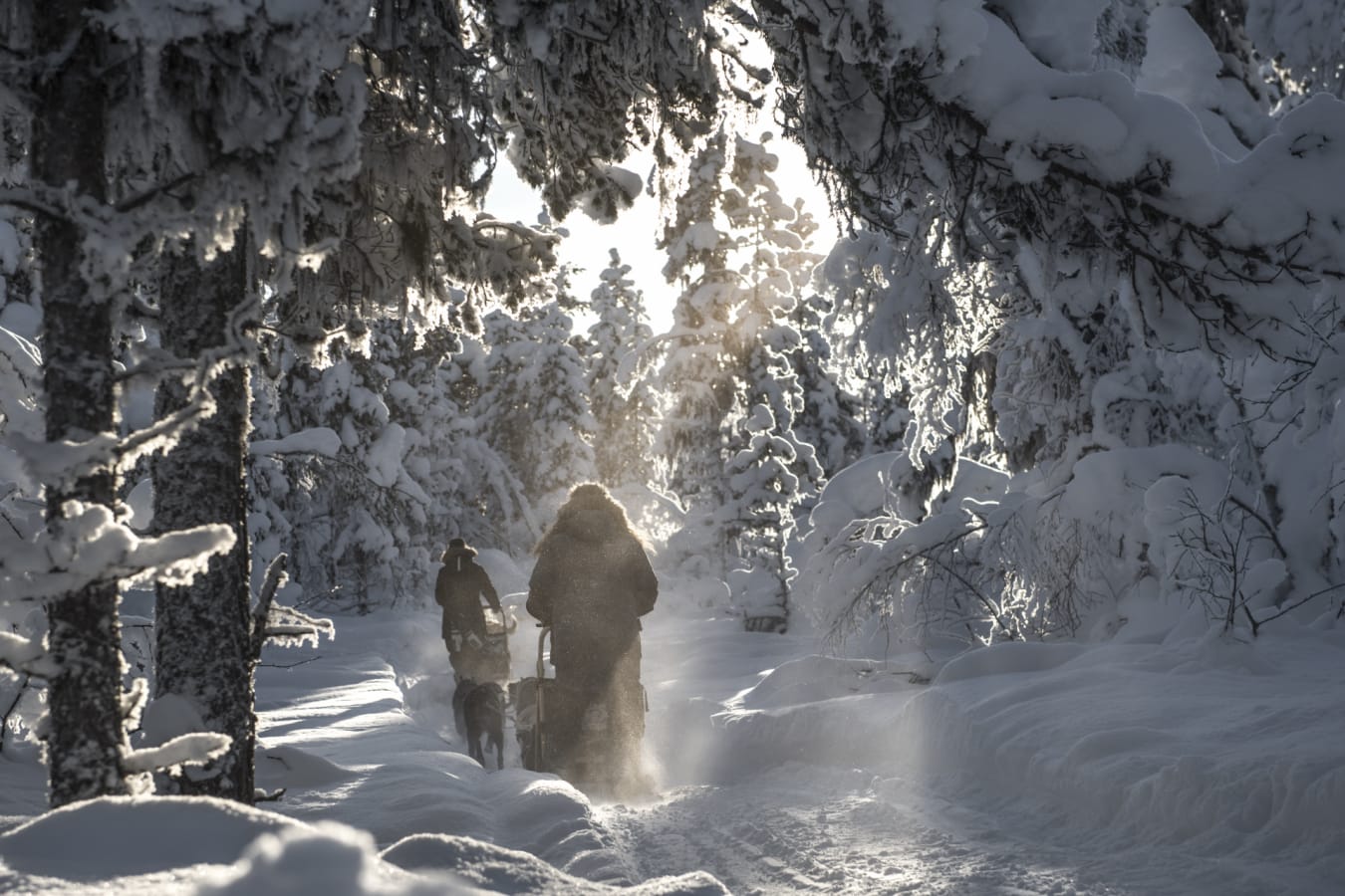 Fjellbord Arctic Lodge Dog Sled