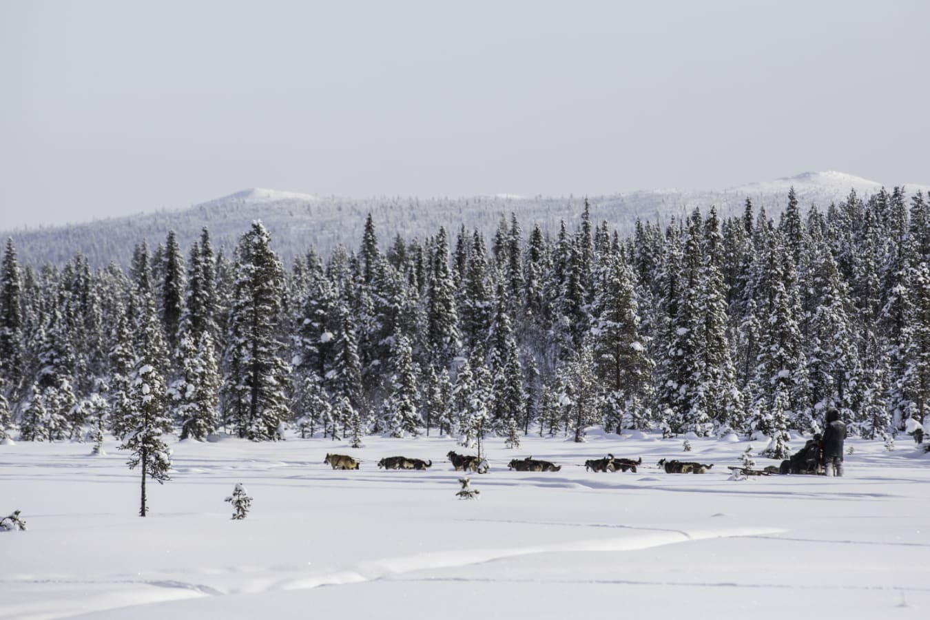 Fjellbord Arctic Lodge Dog Sledding