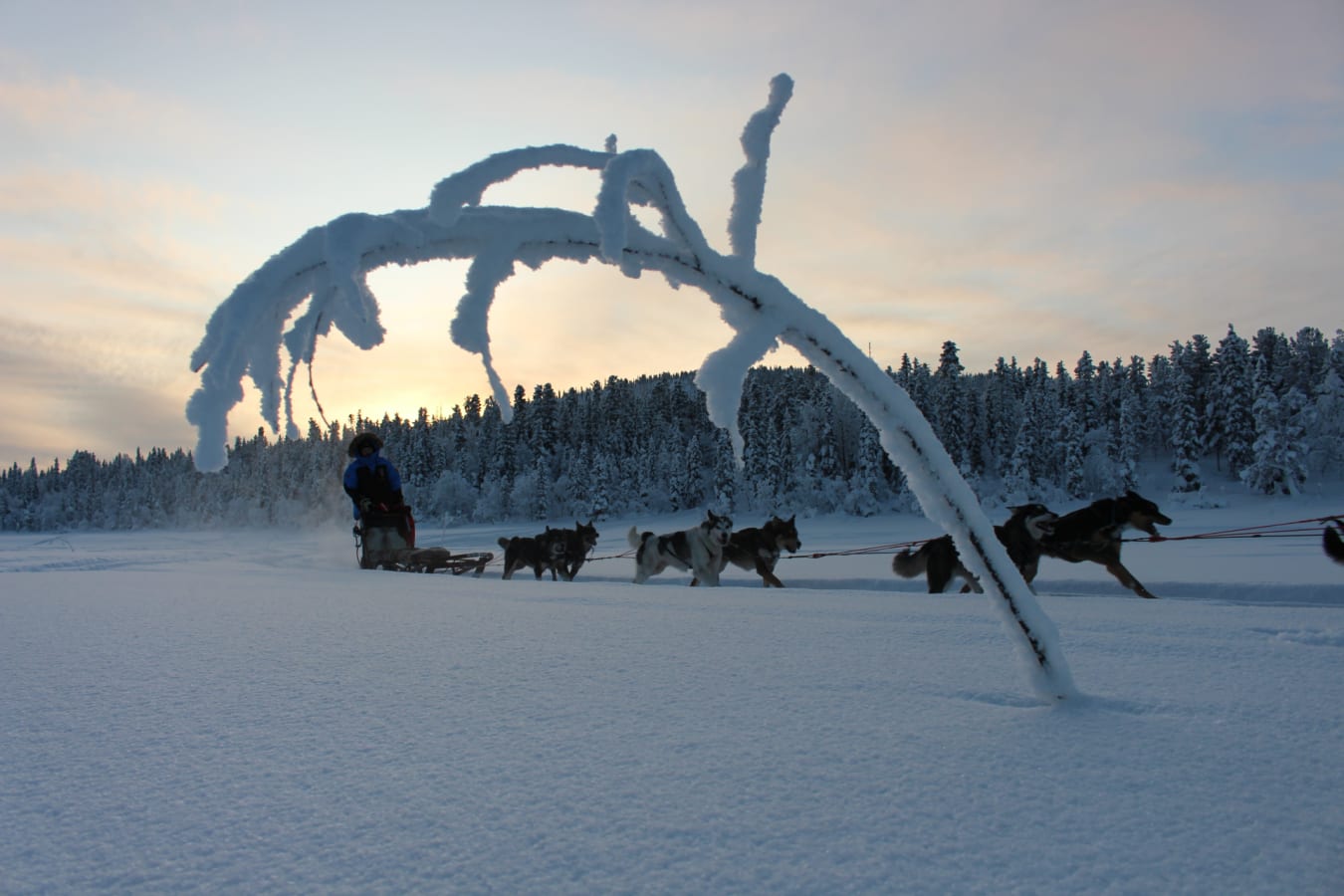 Fjellbord Arctic Lodge Dog Sled 
