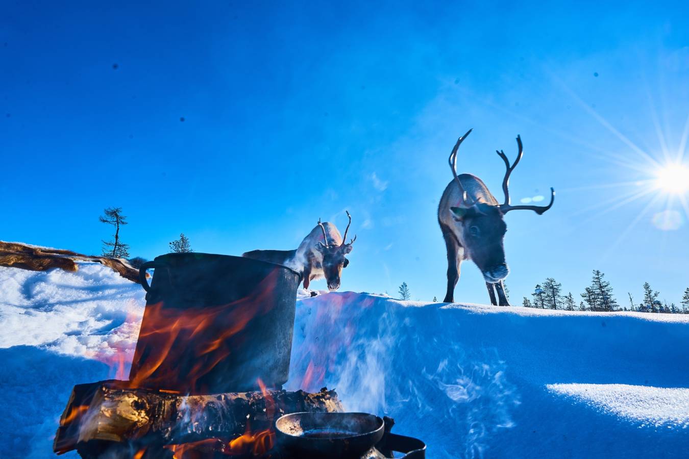 Reindeer - Lapland Guest House