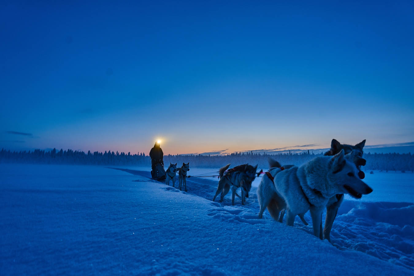 Husky sledding - Lapland Guest House