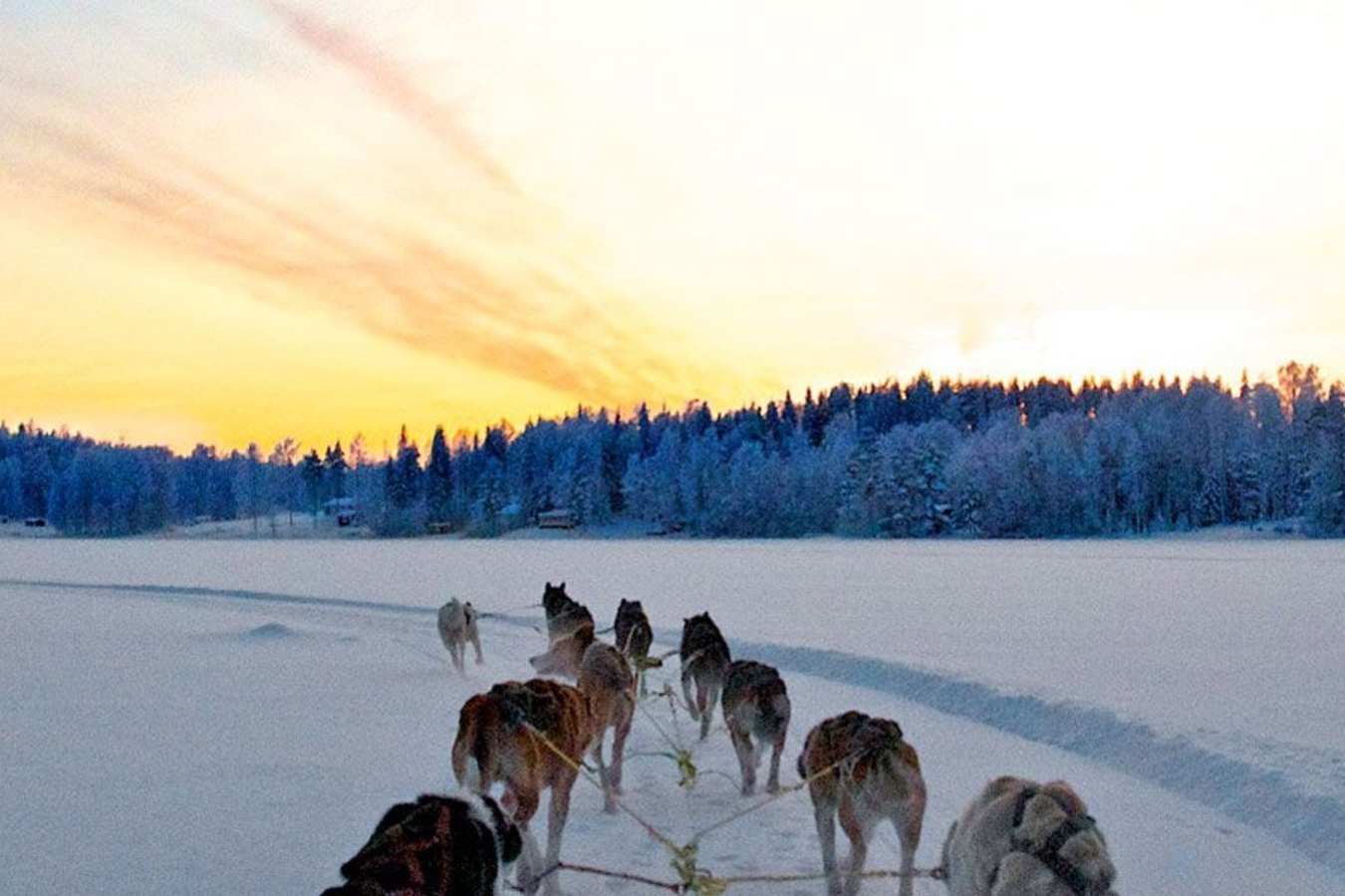 Dog sledding - Sörbyn Lodge