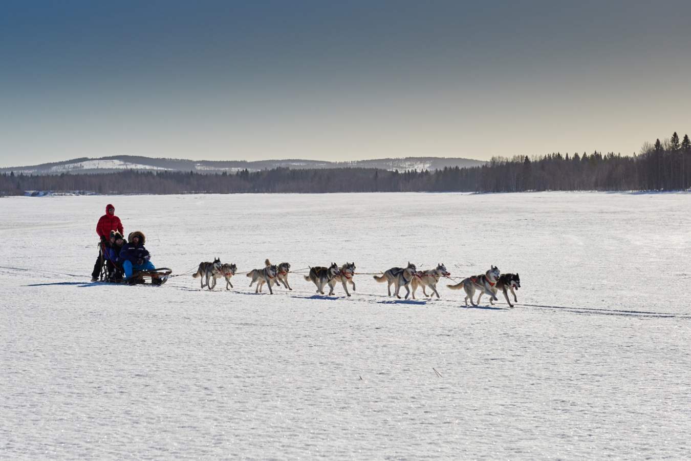 Husky sledding - Sörbyn Lodge